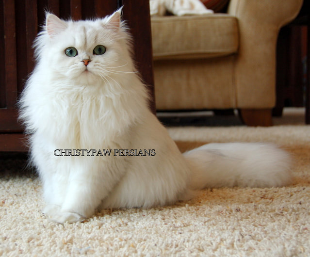 Silver Chinchilla Doll Face Persian kittens for sale