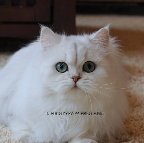 Doll Face chinchilla silver Persian kittens for sale