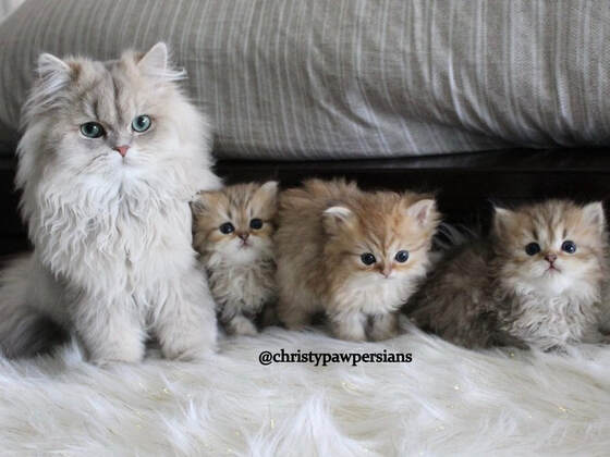 Doll face Persian kittens for sale 
