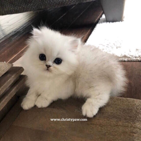 Silver Shaded doll face persian kittens for sale