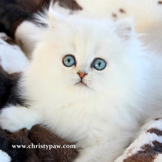 Chinchilla Silver white and Golden Persian kittens for sale