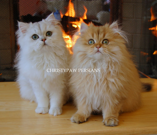 Silver & Golden persian kittens for sale