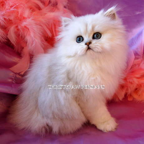 Silver Doll Face Persian kittens for sale