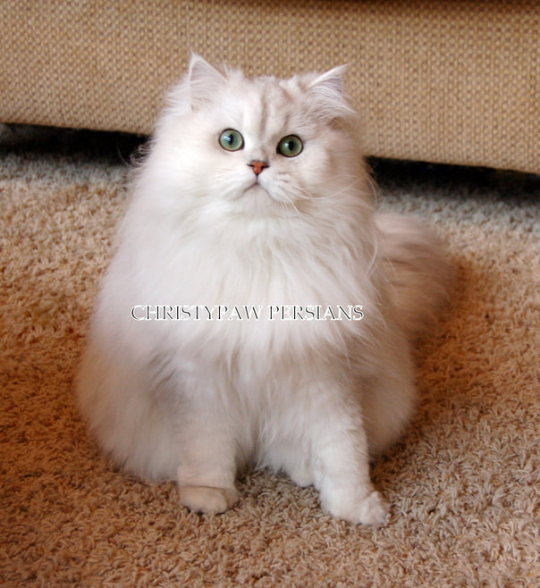 Chinchilla Silver Persian Cat