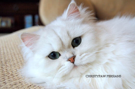 Silver Persian kittens for sale