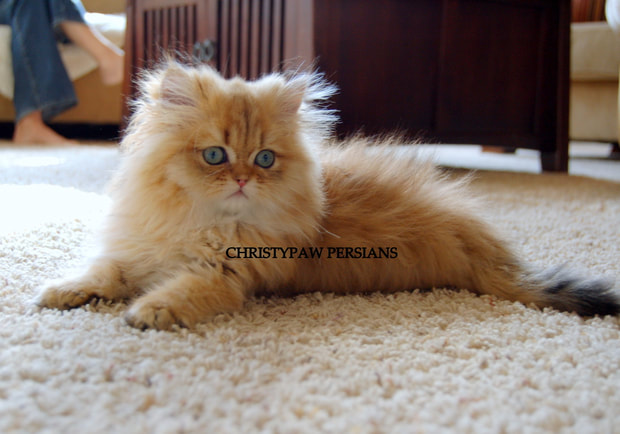 Golden persian kittens for sale in New Jersey