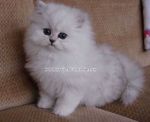 silver shaded persian cat for sale