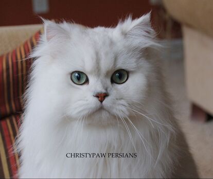 Doll Face Silver Chinchilla Persian Cat