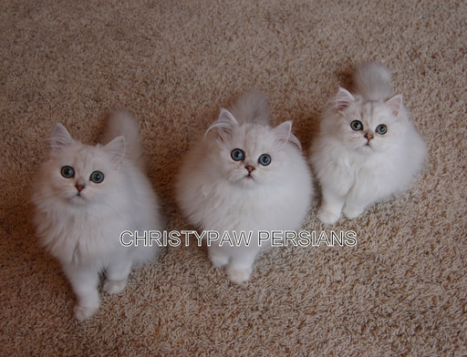 Silver Shaded Chinchilla persian kittens for sale