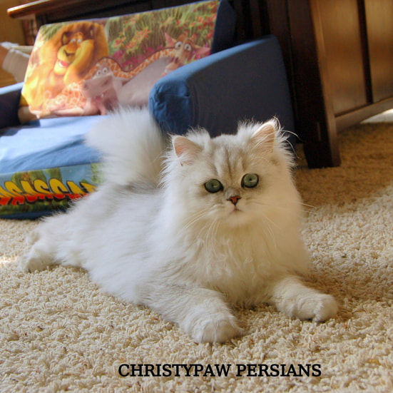 Tecup Silver persian kittens for sale