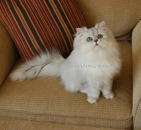 Teacup Persian kittens for sale