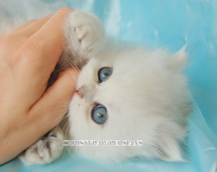 Teacup chinchilla doll face persian kittens for sale