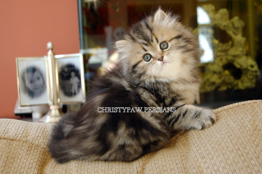 Golden tabby Persian kittens for sale