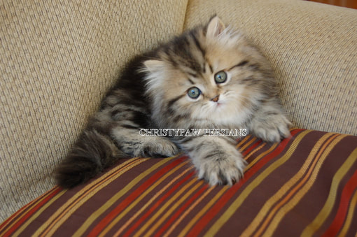 Tabby Persian kittens for sale