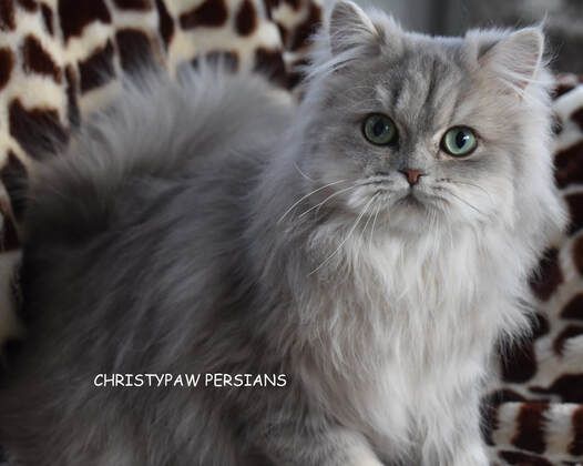 Blue Golden Persian Cat