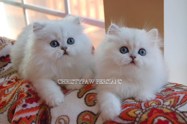 White chinchilla Persian kittens for sale