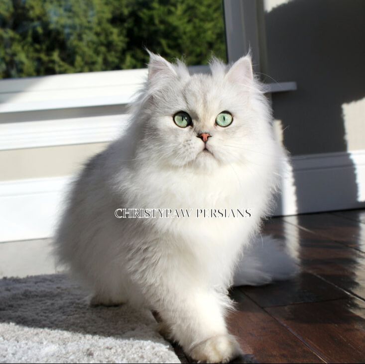 Chinchilla Silver Doll Face Persian kittens for sale