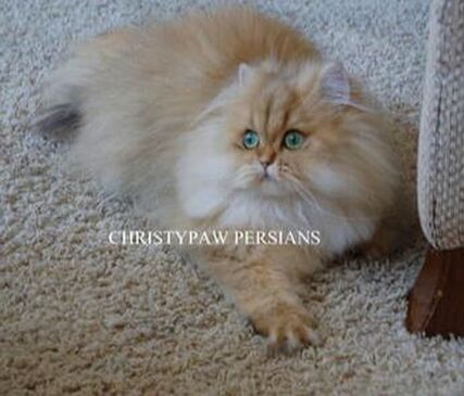 golden chinchilla doll face persian cat