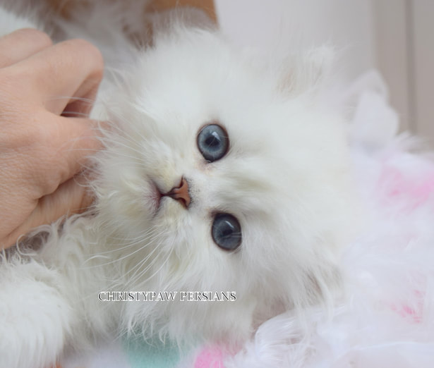 white Chinchilla doll face persian kittens for sale