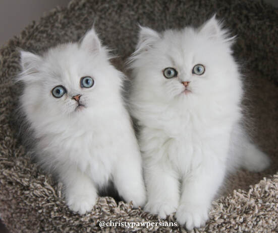 Chinchilla Persian Kittens for sale
