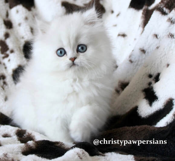 Chinchilla Silver Doll Face persian kittens for sale