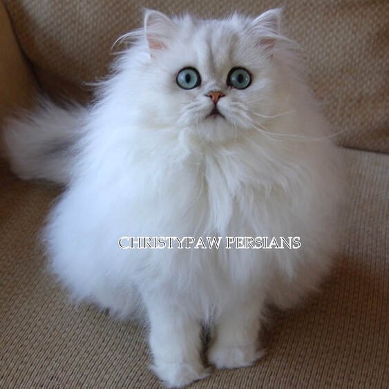 Chinchilla Silver Shaded doll face Persian kittens for sale