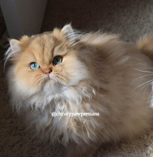 Teacup Ginger persian kittens for sale