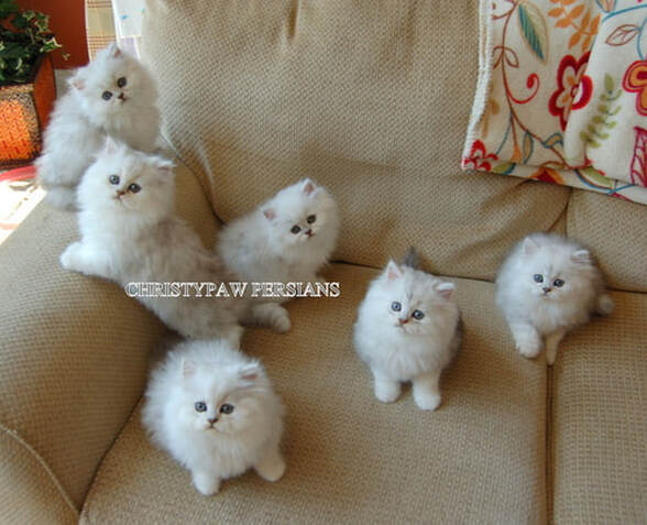 Dollface Persian kittens for sale in Missouri