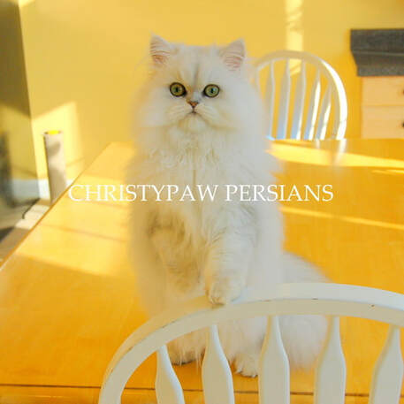 Shaded Silver Persian cat for sale