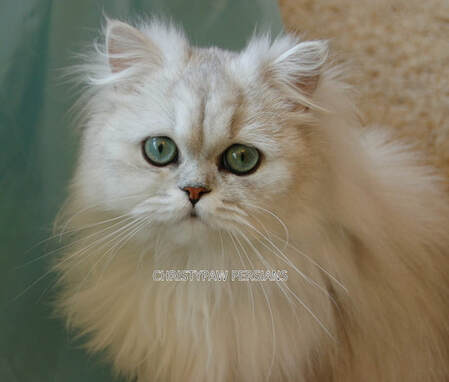 silver shaded doll face persian cat