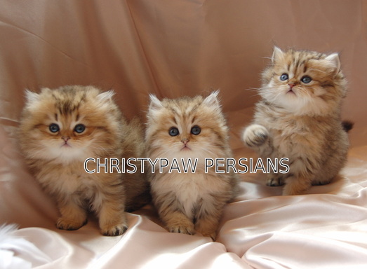 Golden dollface persian kittens for sale