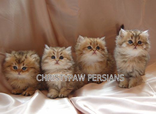 Golden persian kittens for sale in Alabama