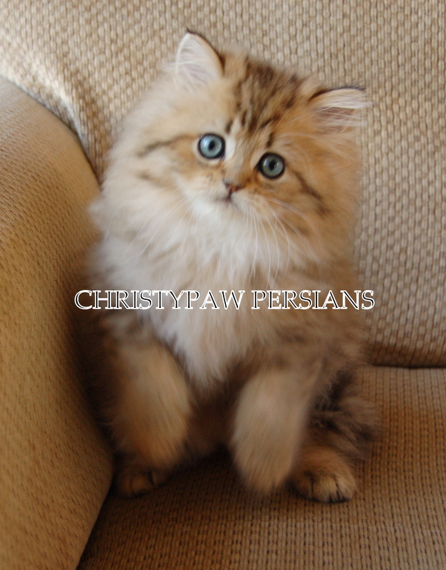 Golden persian kittens for sale