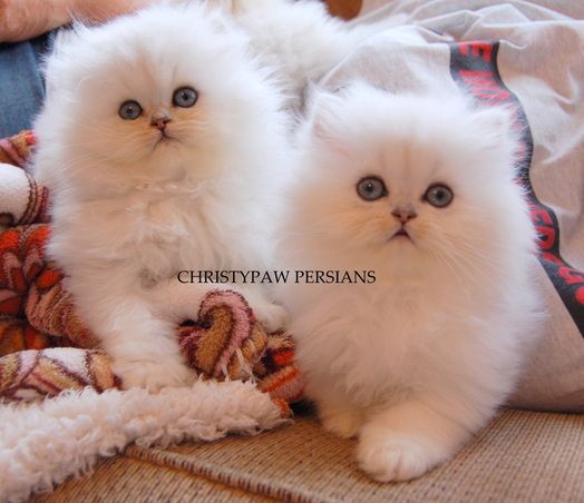 White Chinchilla Persian kittens for sale
