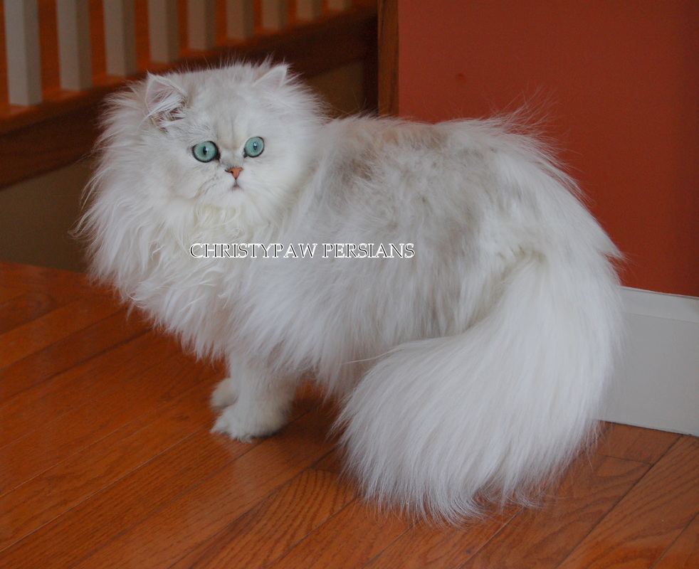 Silver Persian kittens for sale