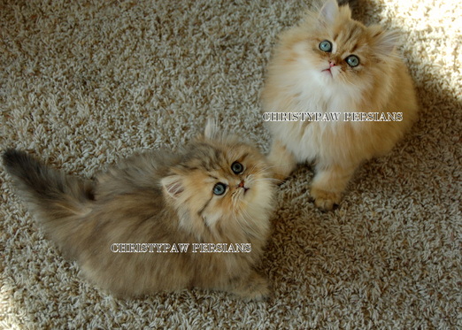 Golden persain kittens for sale in california