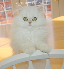 Silver Persian cat