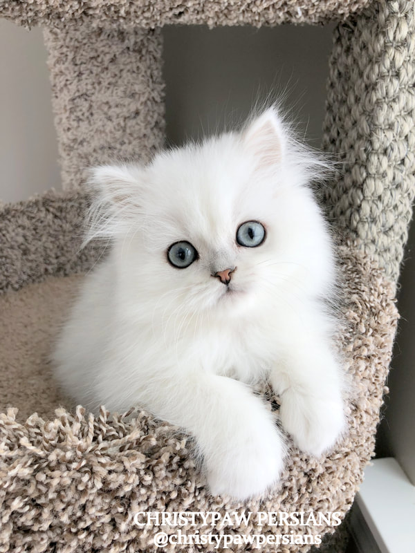 Silver Doll Face persian kittens for sale