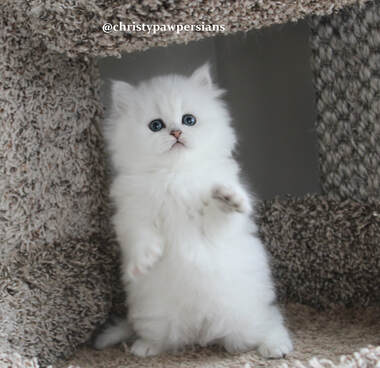 Chinchilla Silver Persian kittens for sale