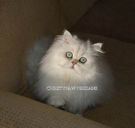 doll face persian cat for sale
