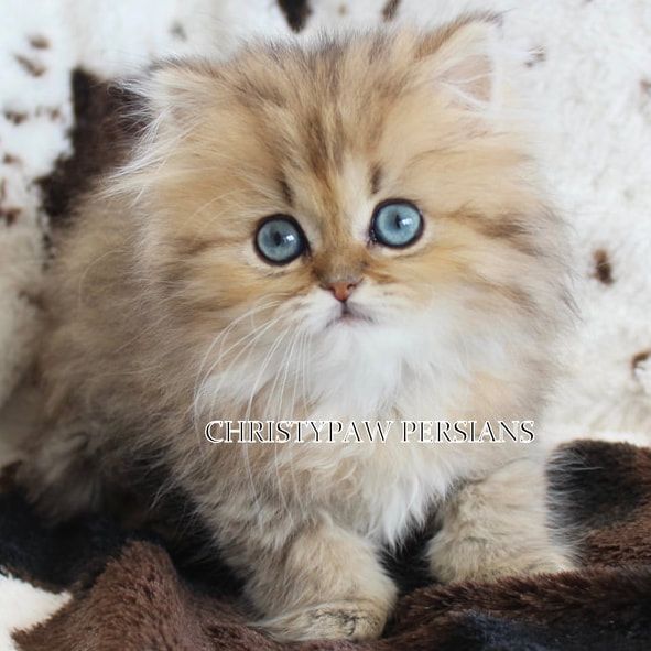silver shaded chinchilla persian kittens for sale