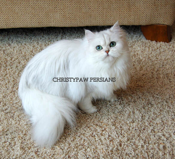 Chinchilla Persian kittens for sale