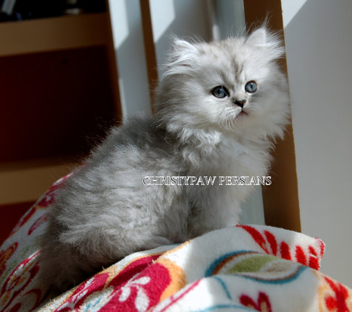Shaded Silver Persian kittens for sale