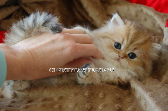 Chinchilla Golden Persian kittens for sale