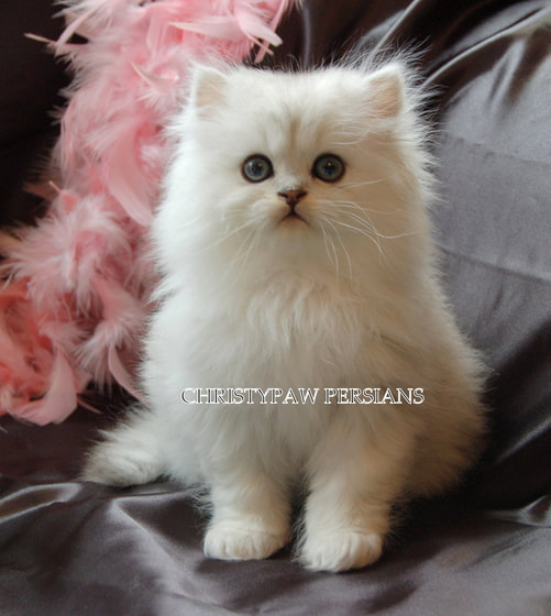 persian cat for sale