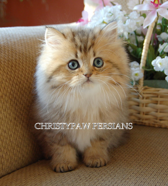 Shaded Golden Persian kittens for sale
