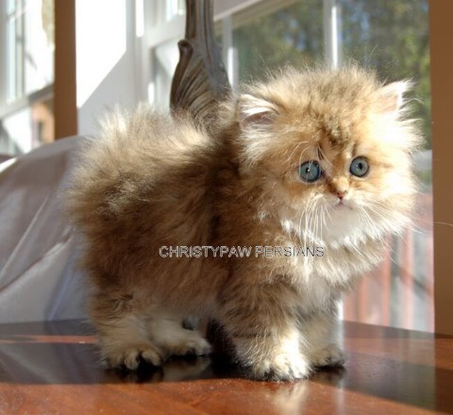 Chinchilla Golden Doll Face Persian kittens for sale
