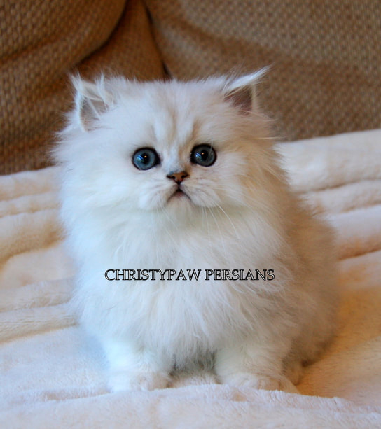 silver chinchilla persian cat for sale