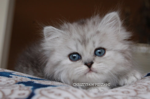 Shaded Silver persian kittens for sale