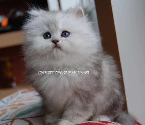 Shaded Silver Persian ktitesn for sale